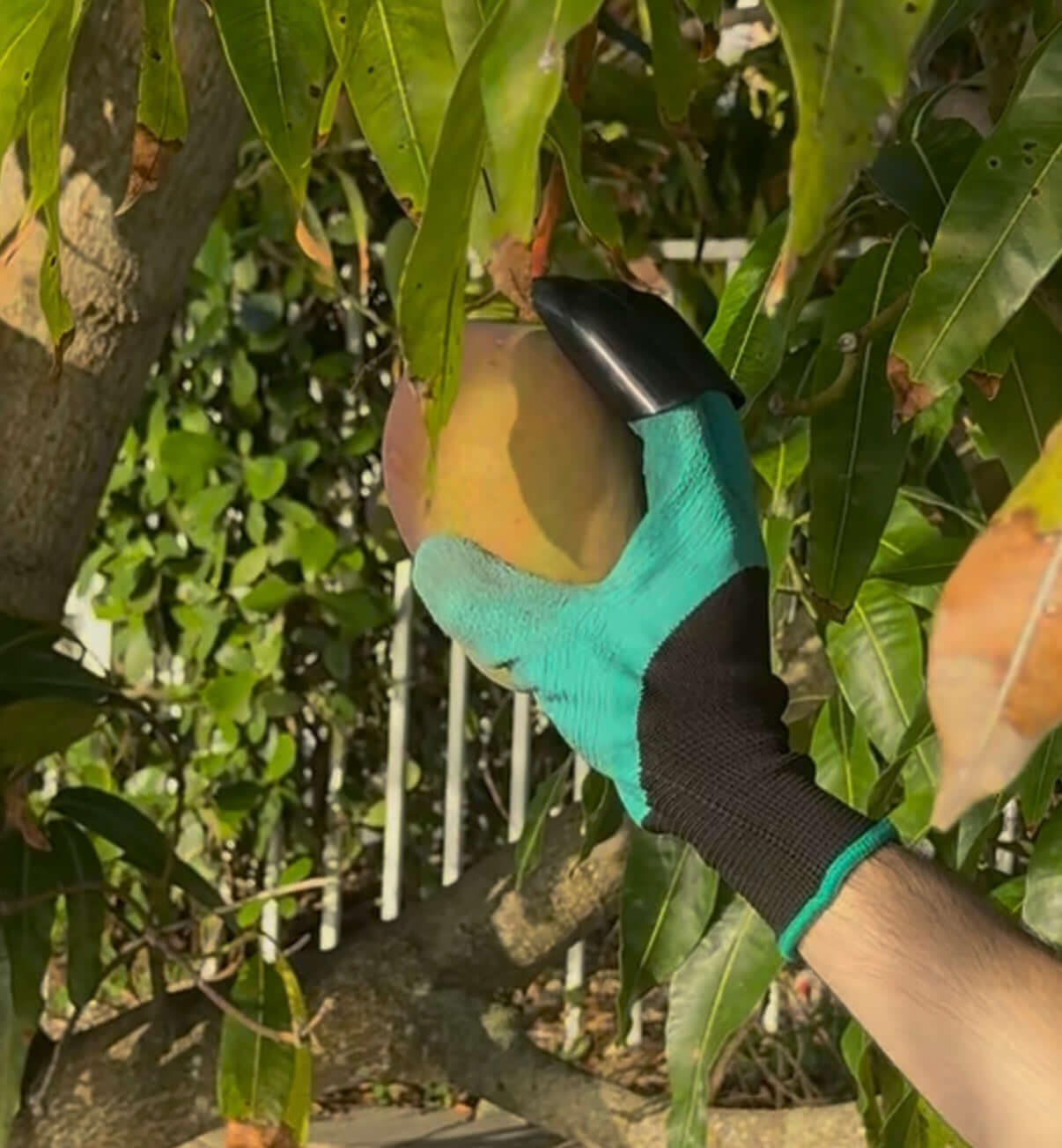 A hand wearing GreenGrip gardening gloves with claws, picking a ripe mango from a tree.