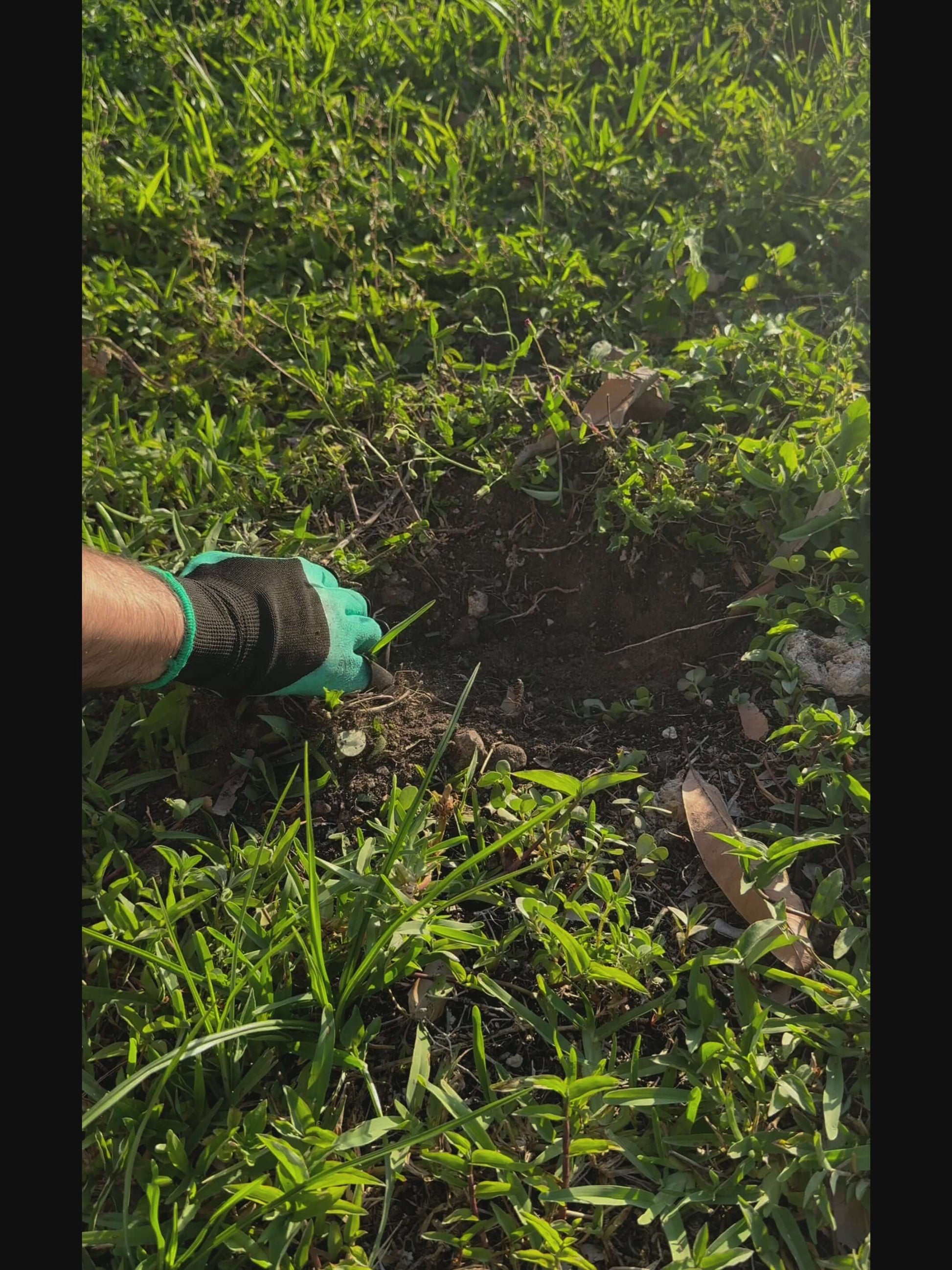 Gardening gloves with claws in use, digging into soil surrounded by green grass.